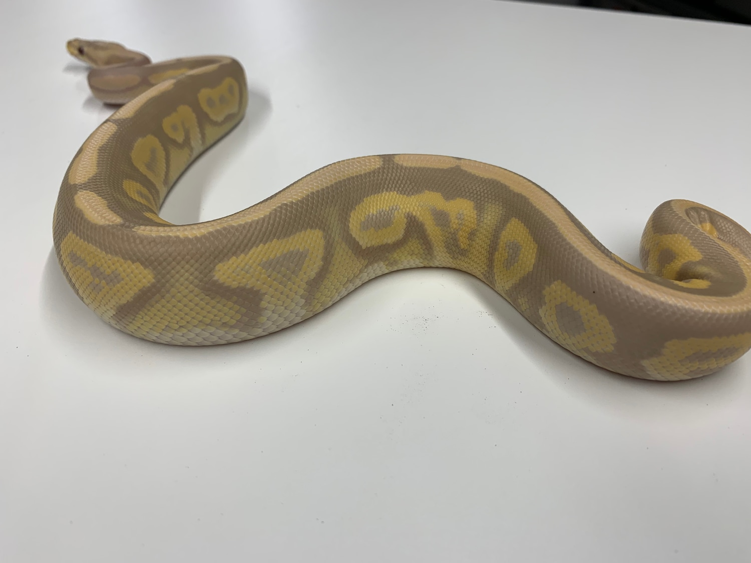 Cinnamon Candy Ball Python by Candy Morphs MorphMarket