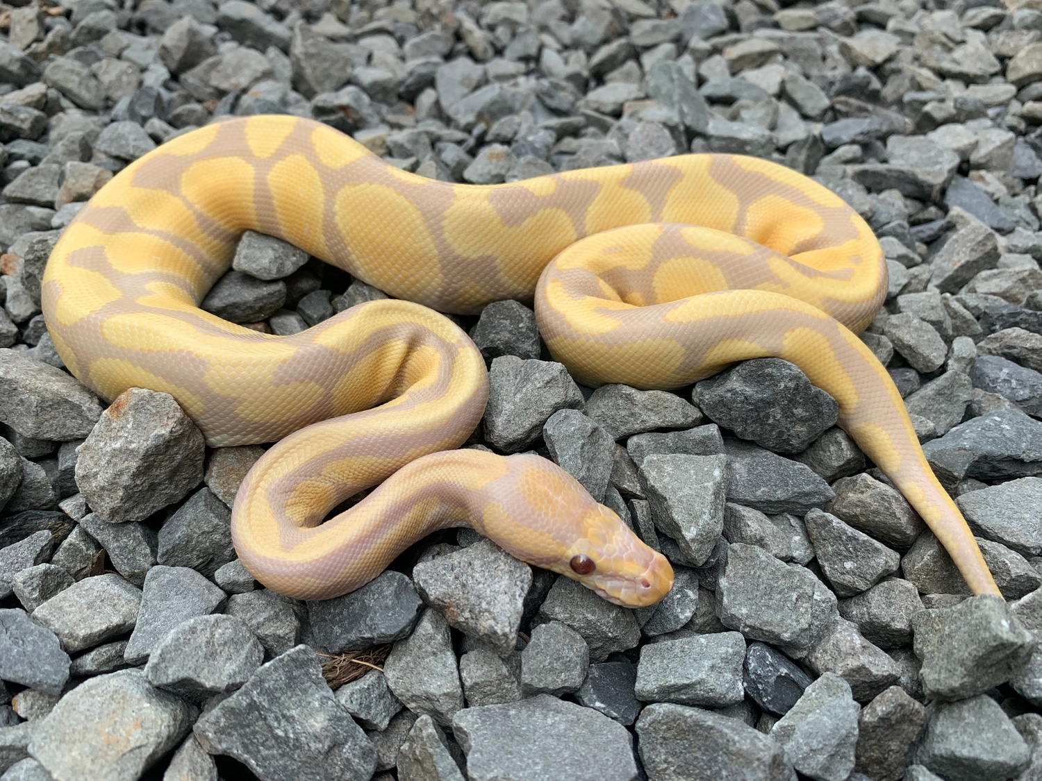Candy Ball Python by Candy Morphs MorphMarket