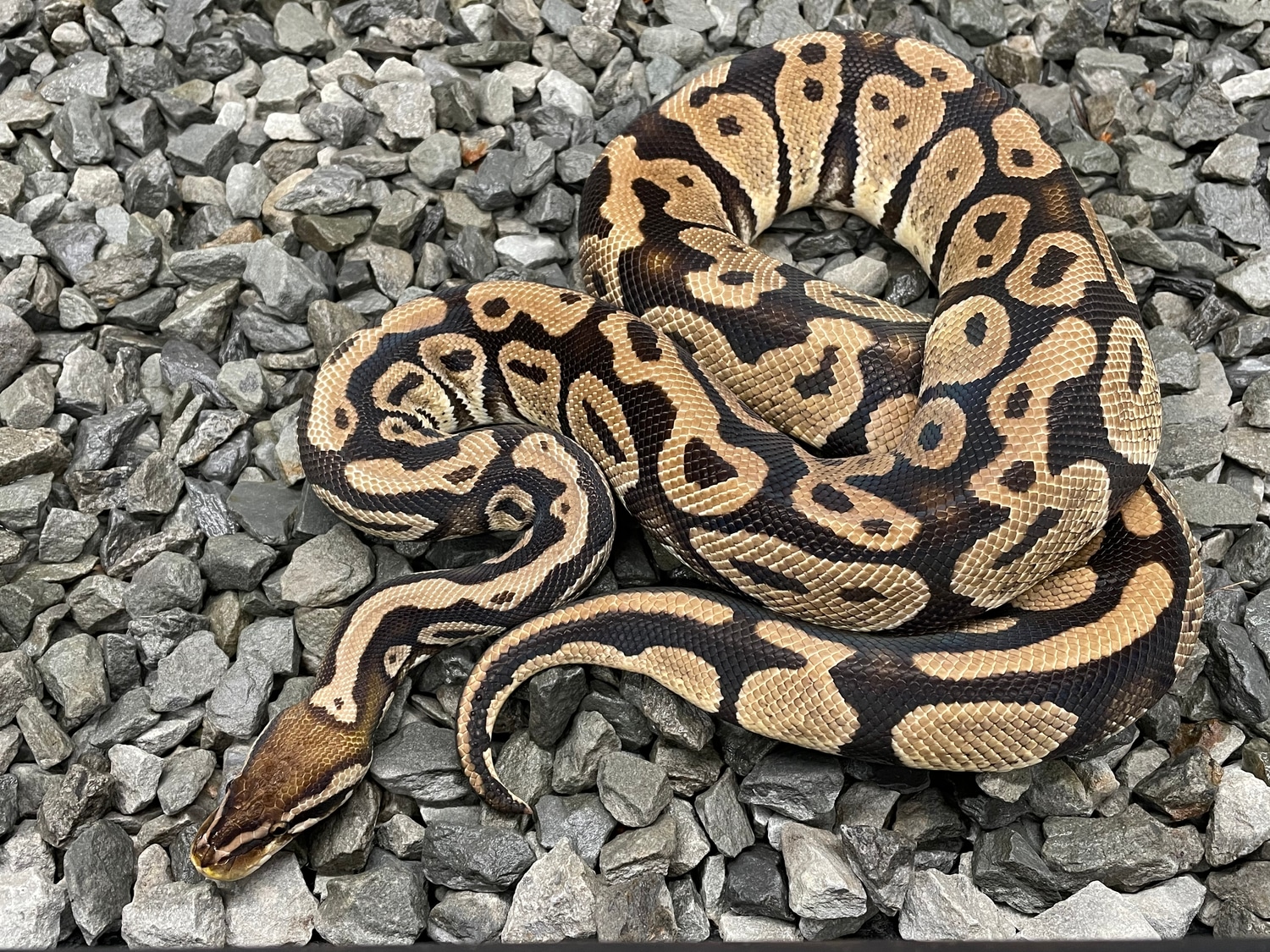 Pastel Het Candy Ball Python by Candy Morphs - MorphMarket