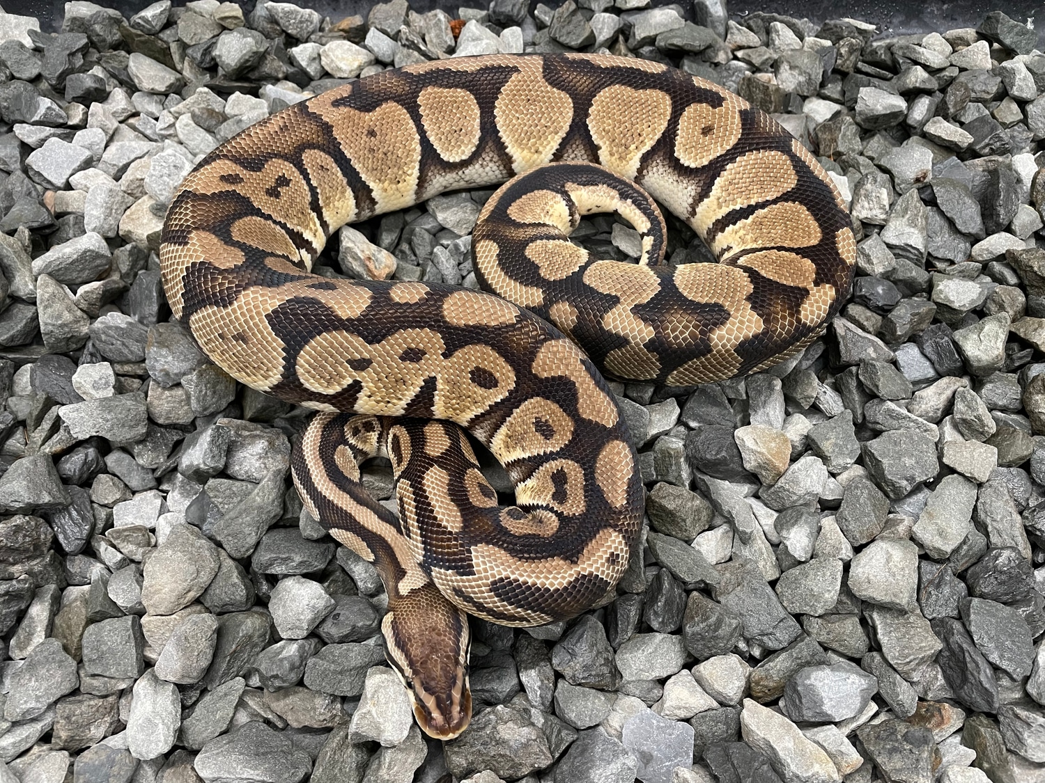 Pastel Het Candy Ball Python by Candy Morphs - MorphMarket