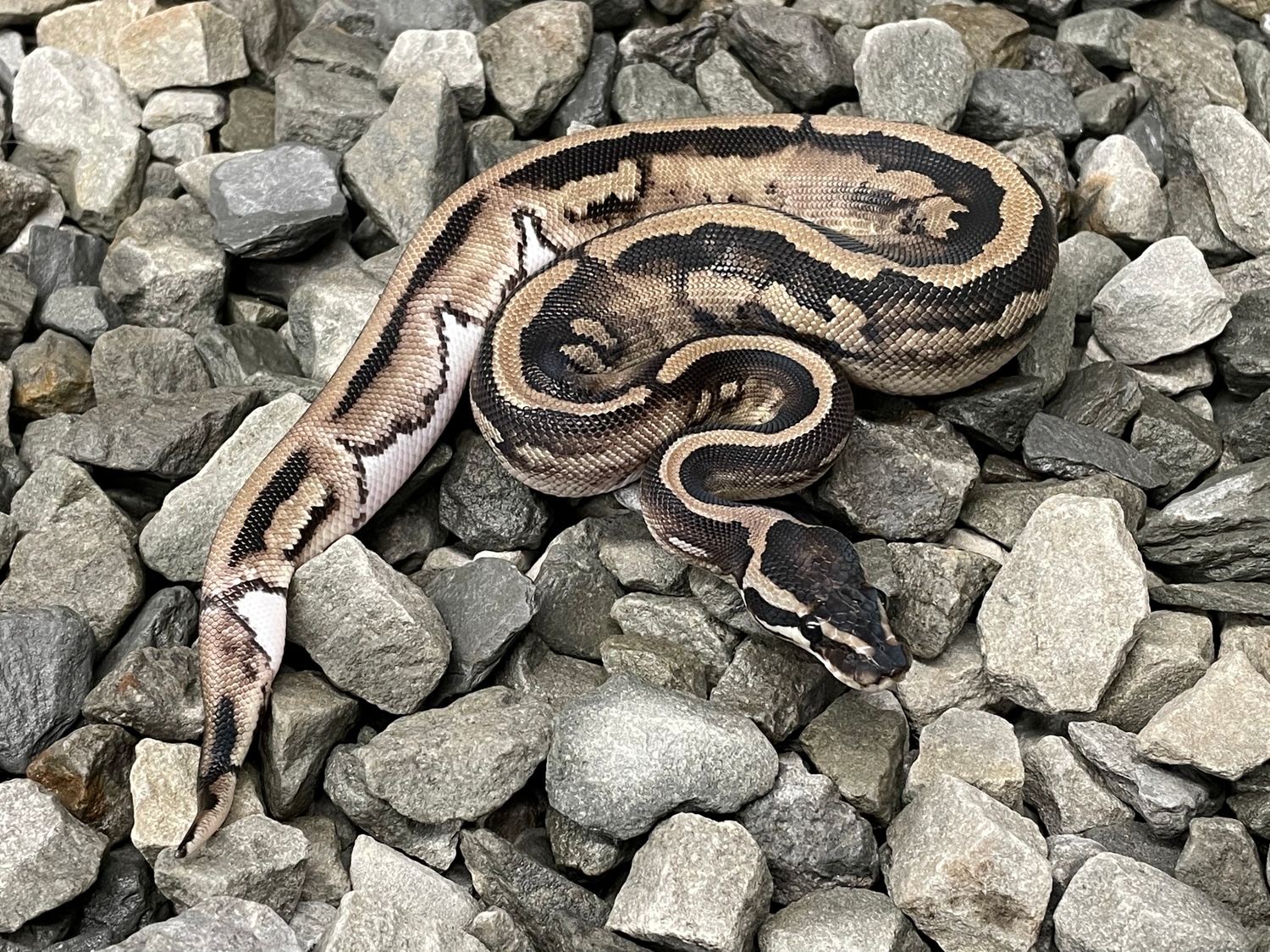 TSK Axanthic Pied Ball Python by Candy Morphs - MorphMarket