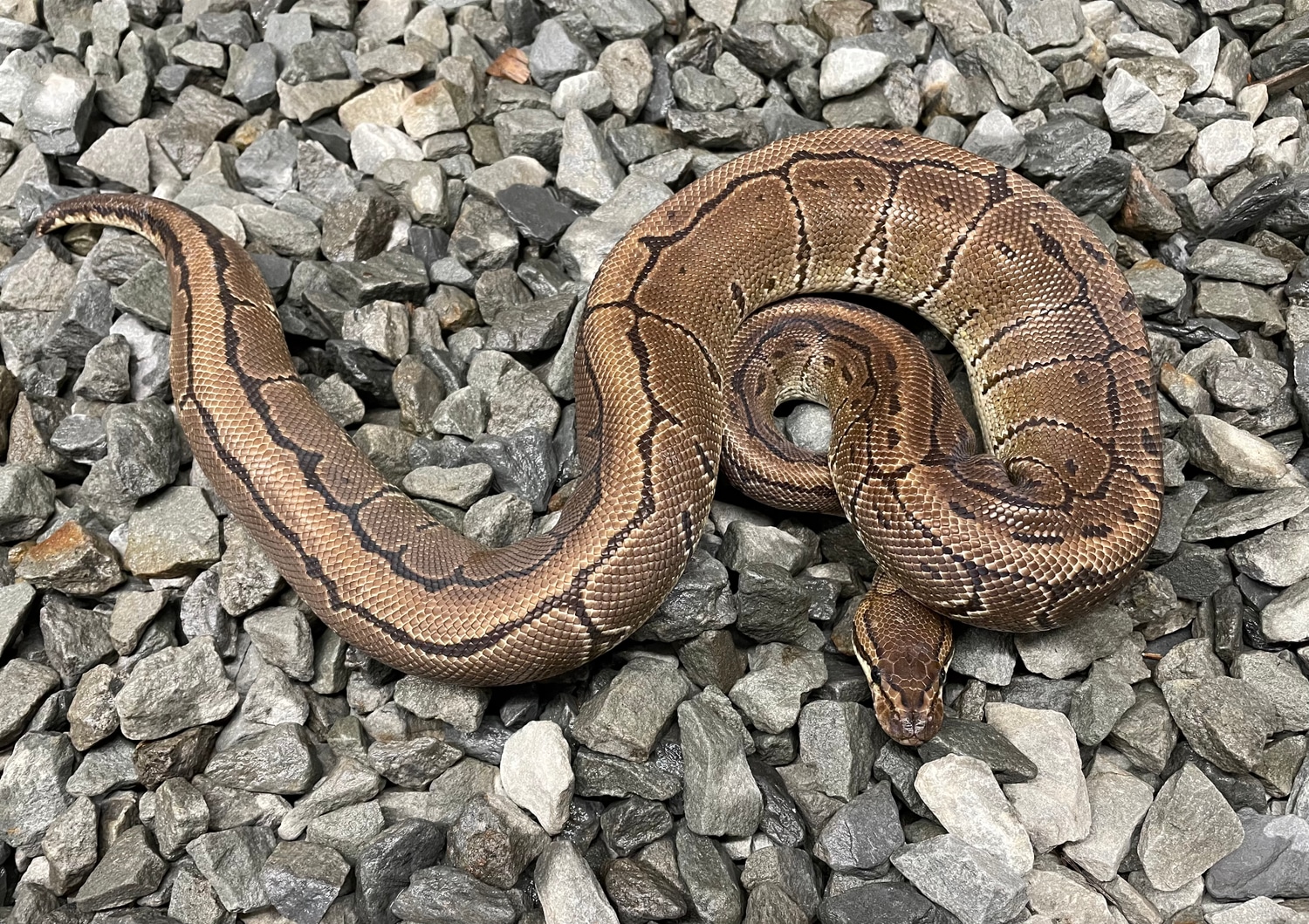Pinstripe 50% Het Candy Ball Python by Candy Morphs - MorphMarket