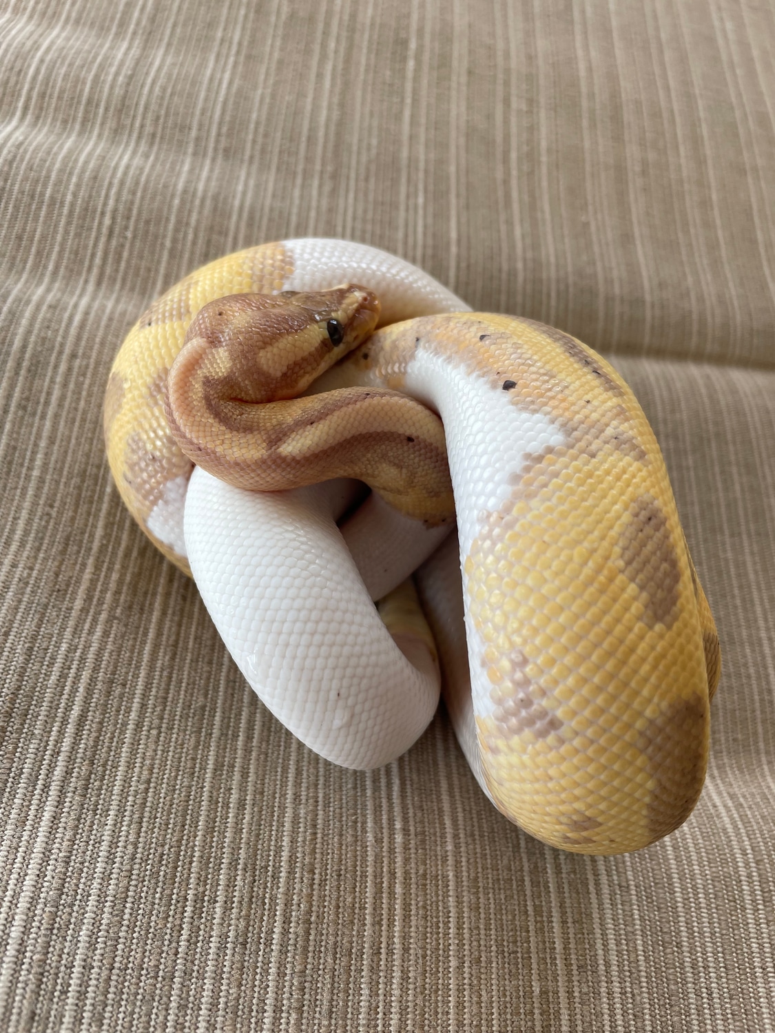 Banana Pied Ball Python by Red Apple Snakes MorphMarket