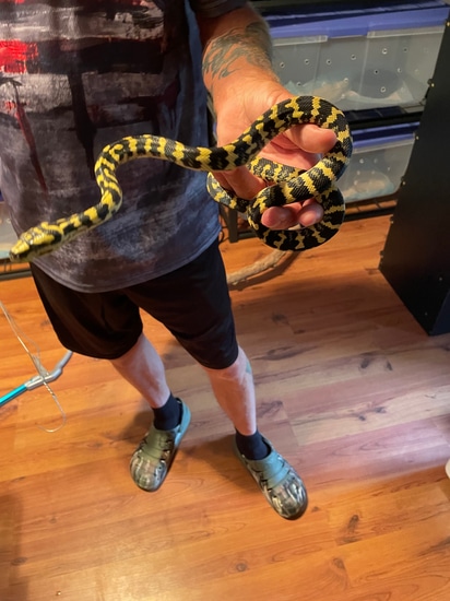 Pure Jungle Carpet Python by Red Apple Snakes