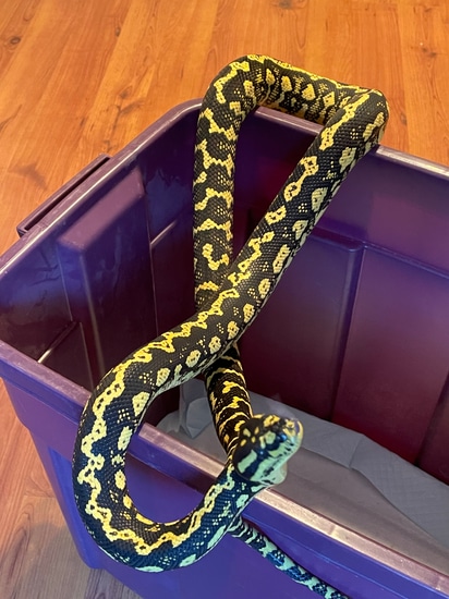 2021 Male Jungle Jungle Carpet Python by Red Apple Snakes