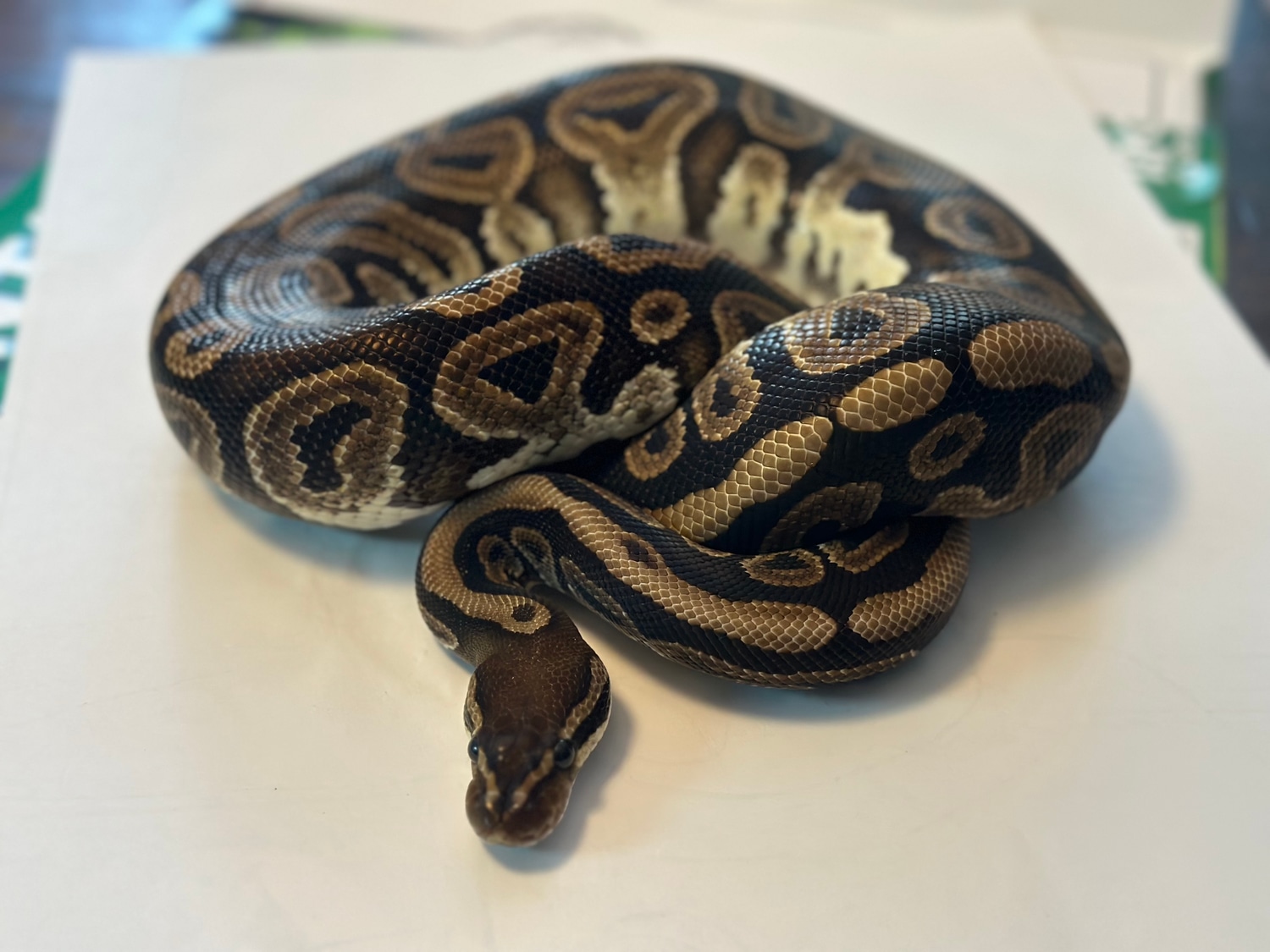 Black Pastel Ball Python by Twin Exotics - MorphMarket