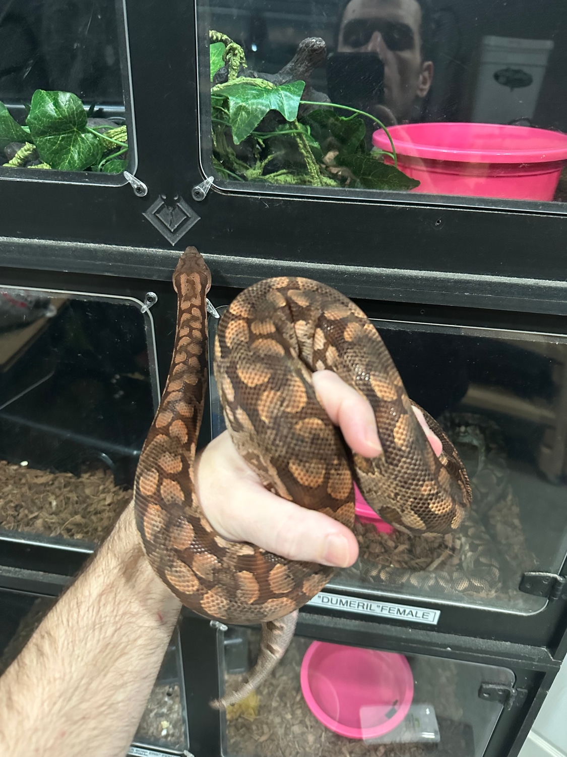 Dumeril’s Boa Ground Boa by Boids R US MorphMarket