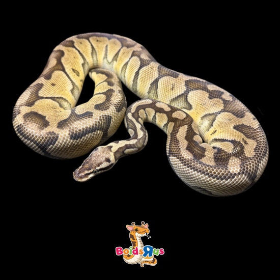 Super pastel calico ball python by boids r us