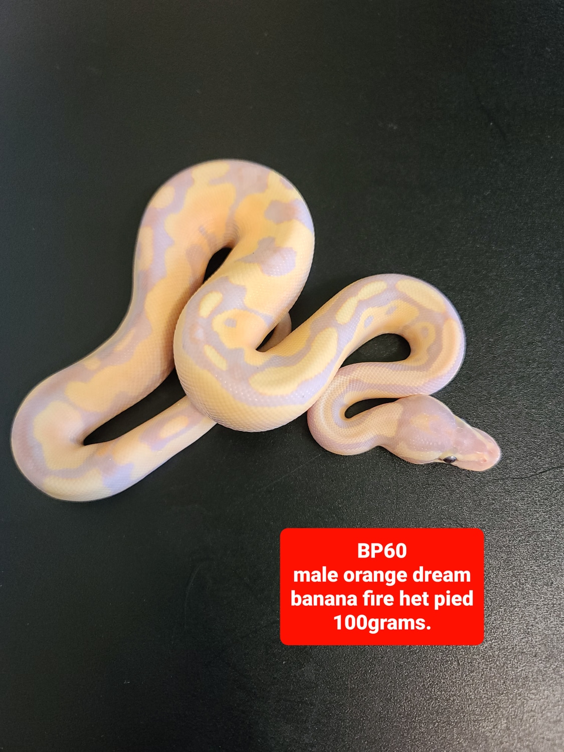 Orange Dream Banana Fire Het Pied Possible Super Orange Dream Ball