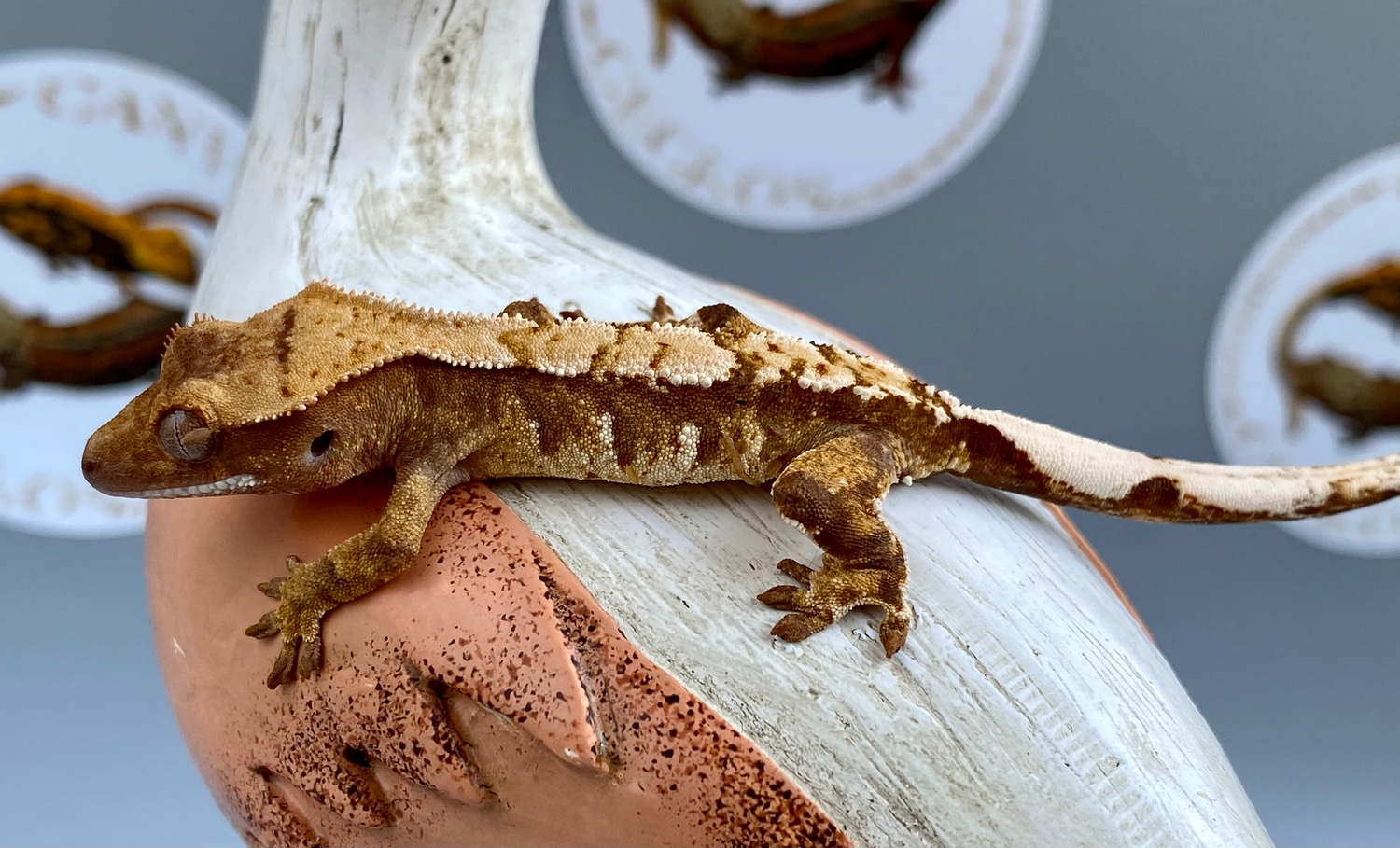 Tricolor Harlequin Crested Gecko by Canvas Geckos - MorphMarket