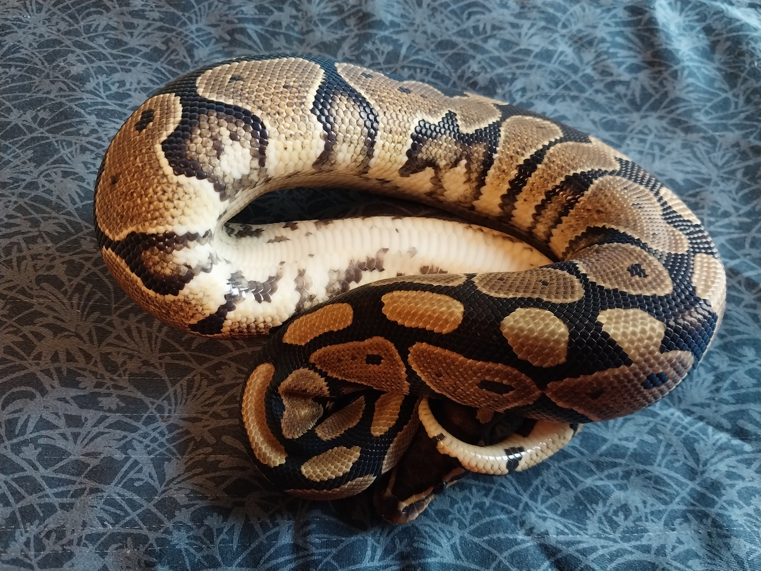 Lace Het Orange Ghost Ball Python by Canyon Country Reptiles - MorphMarket