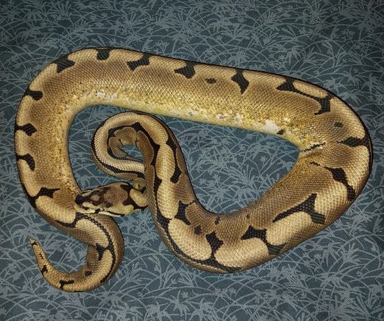 Enchi Spider Leopard Het Albino 50% Het Tri-stripe Ball Python by ...