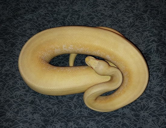 Albino Enchi Spider Leopard 50% Het Tri-stripe Ball Python by Canyon ...