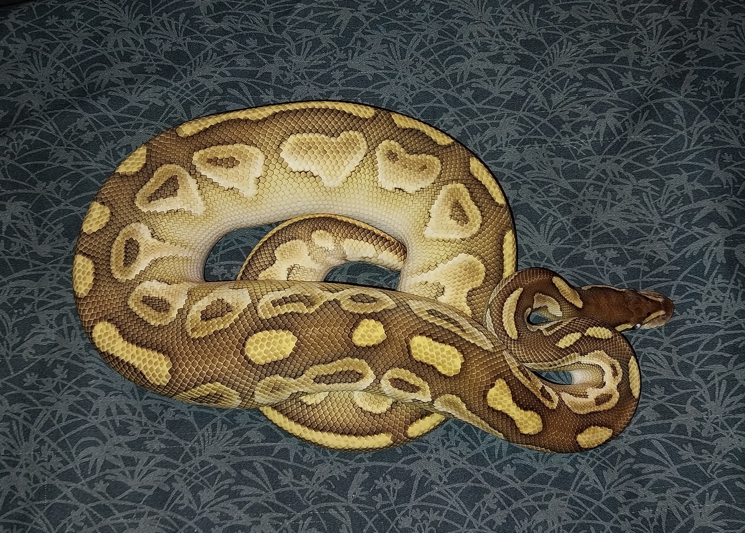 Lesser Cinnamon Jordan Dinker Ball Python by Canyon Country Reptiles ...