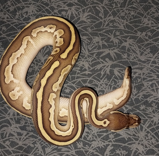 Huffen Ball Python Butter Huffman 66% Het Hypo Ball Python by Canyon Country Reptiles