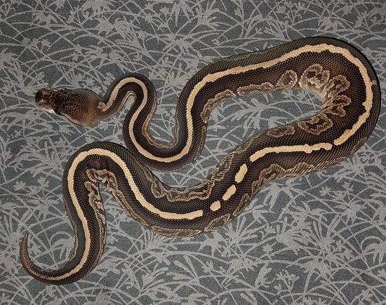 Black Pearl 66% Het Hypo Ball Python by Canyon Country Reptiles
