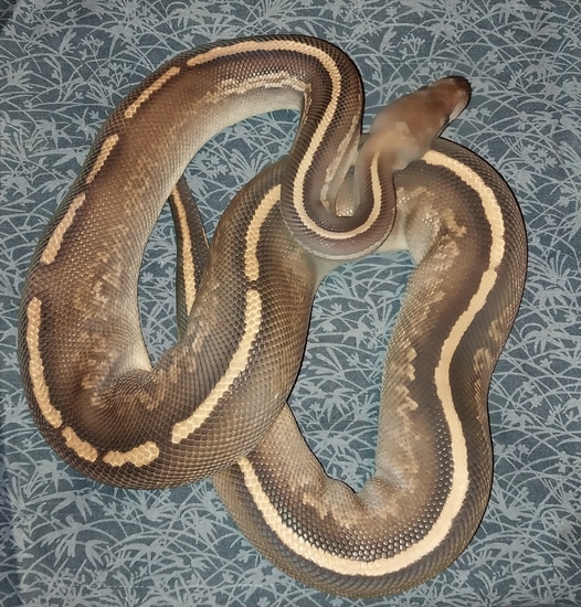Black Pearl Phantom Mahogany Ball Python by Canyon Country Reptiles