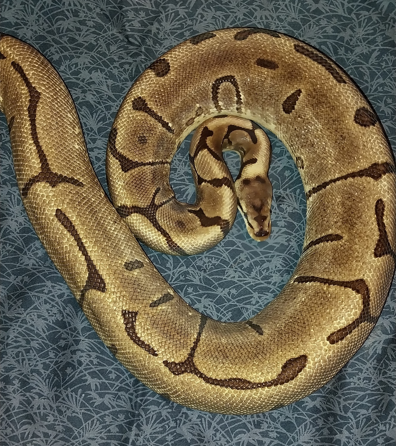 Enchi Spider Leopard Het Albino Ball Python by Canyon Country Reptiles ... image.