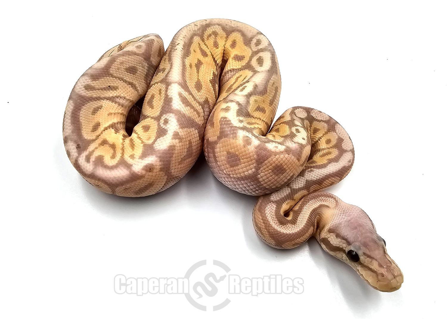 Banana Het Red Axanthic Super Pastel Ball Python by Caperan Reptiles MorphMarket
