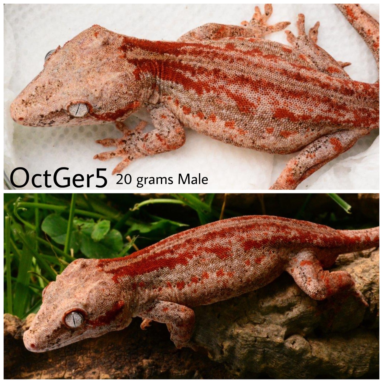 Red Stripe Red Base (Holdback Release) Gargoyle Gecko by Capital Geckos