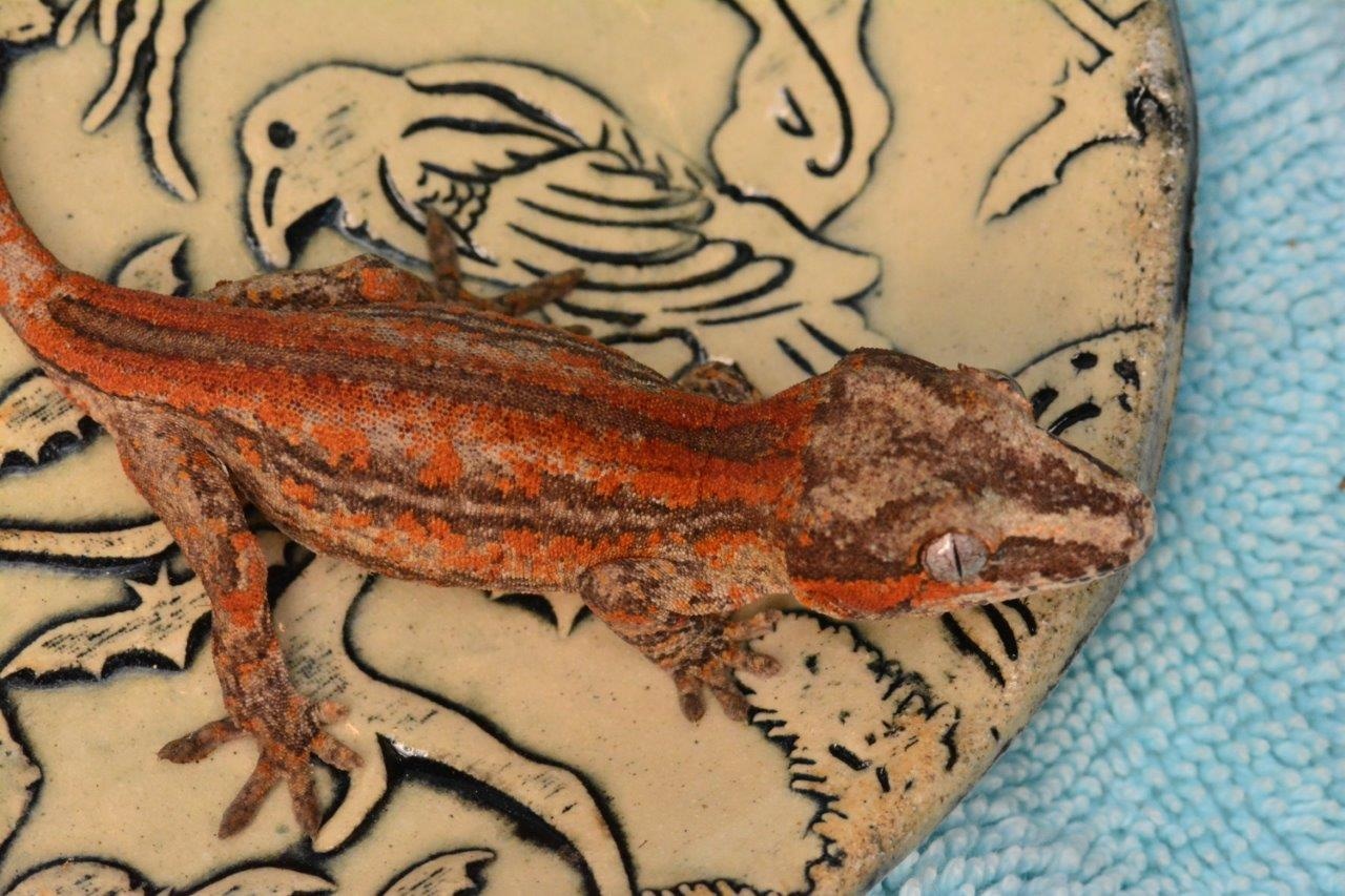 Holdback Release Red Six Super Stripe Gargoyle Gecko by Capital Geckos