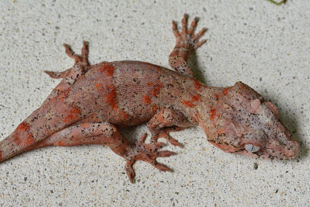 Red Base With Neon Orange Super Blotching (Holdback Release) Gargoyle