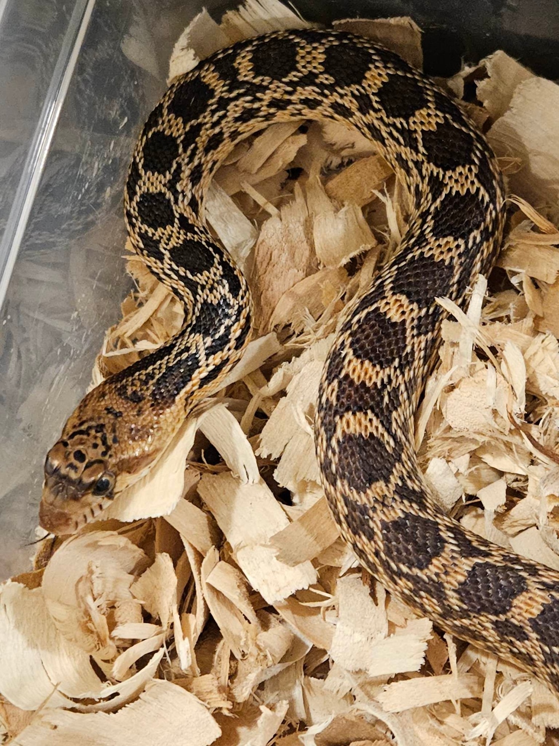 Bullsnake , Female 100% Het Albino Bullsnake by Bonafide Reptiles - MorphMarket