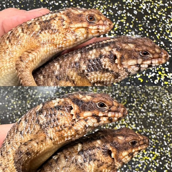 2 Egernia Hosmeri Pairs More Skink by The Kinixys Cooperative