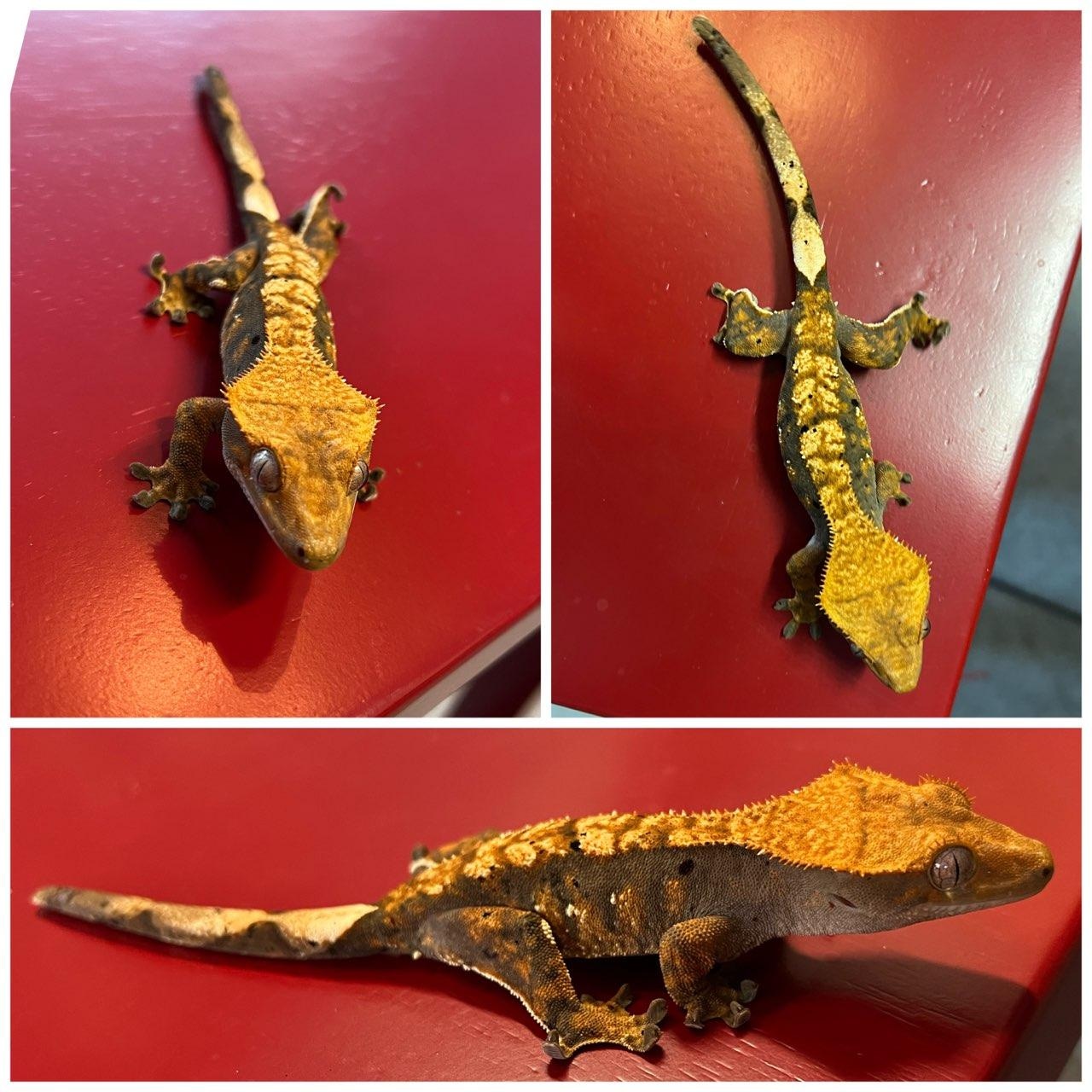 Halloween Crested Gecko by Carlinh's Geckos MorphMarket