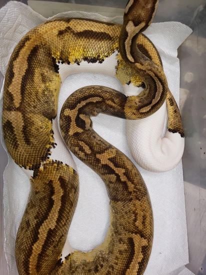 Adult Female Pastel Pied Ball Python by Carlisle Ball Pythons