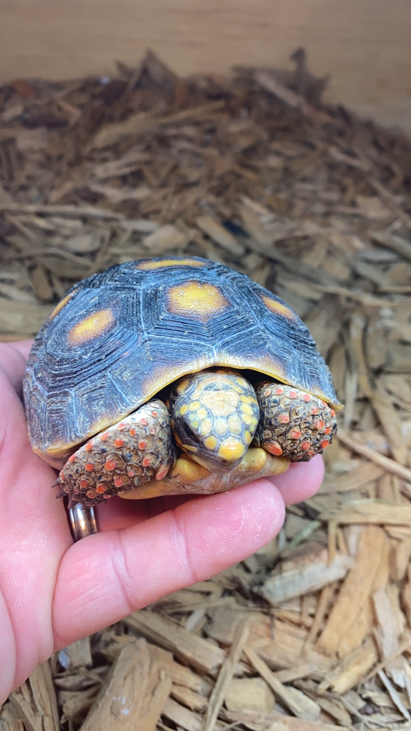 Redfoot Redfooted Tortoise by Carl’s Reptiles MorphMarket