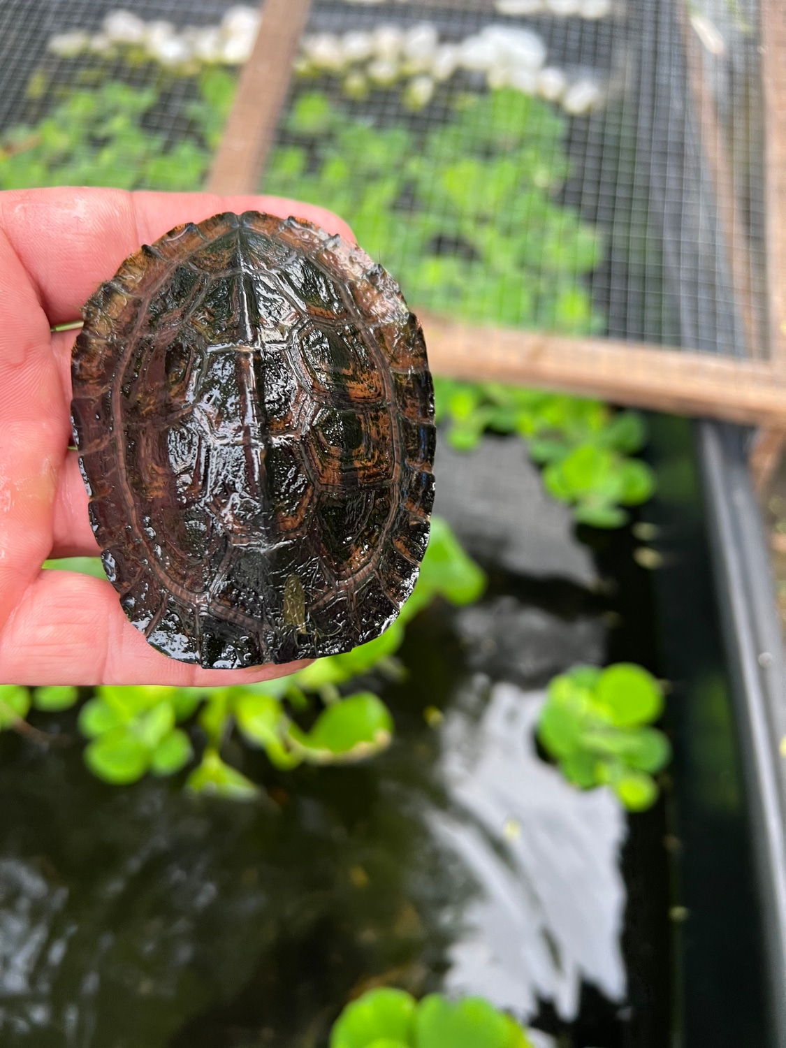Trifaciatas Box Turtles & Terrapin by Carl’s Reptiles MorphMarket