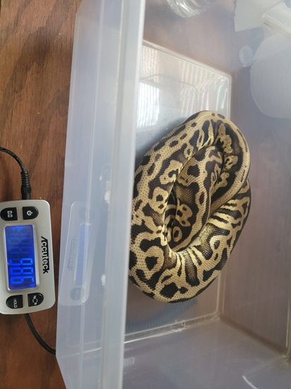 Leopard Pastel Ball Python by CarnationPythons