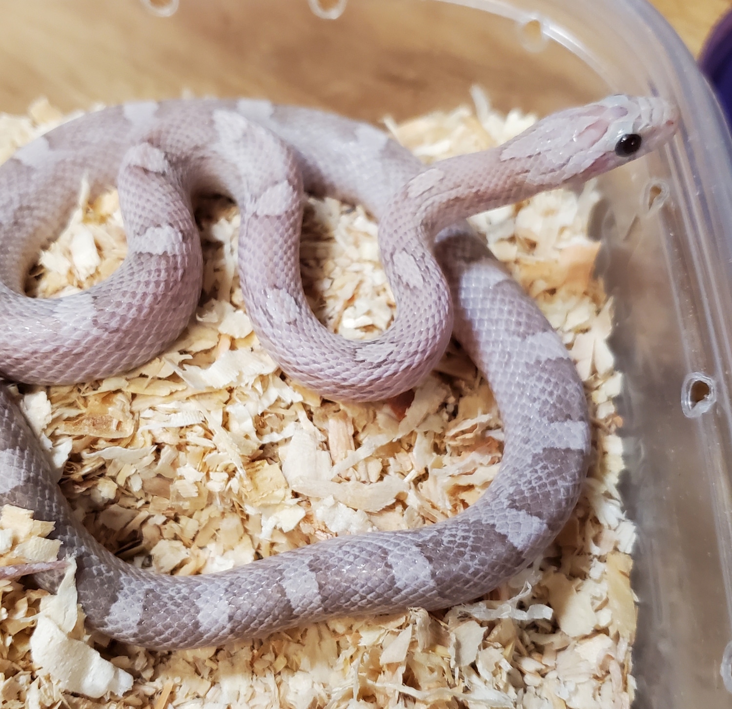 Lavender Het Plasma, Stripe, Amel, Cinder Corn Snake by Low Belly ...