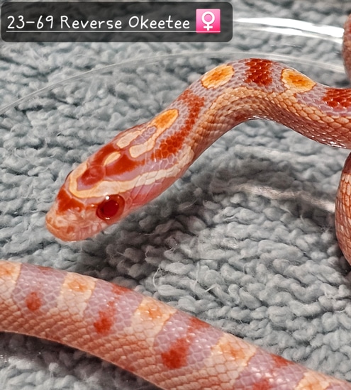 Reverse Okeetee Het Motley Corn Snake by Low Belly Reptiles