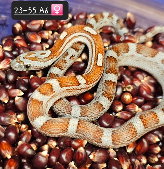 Zombie Motley Corn Snake by Low Belly Reptiles