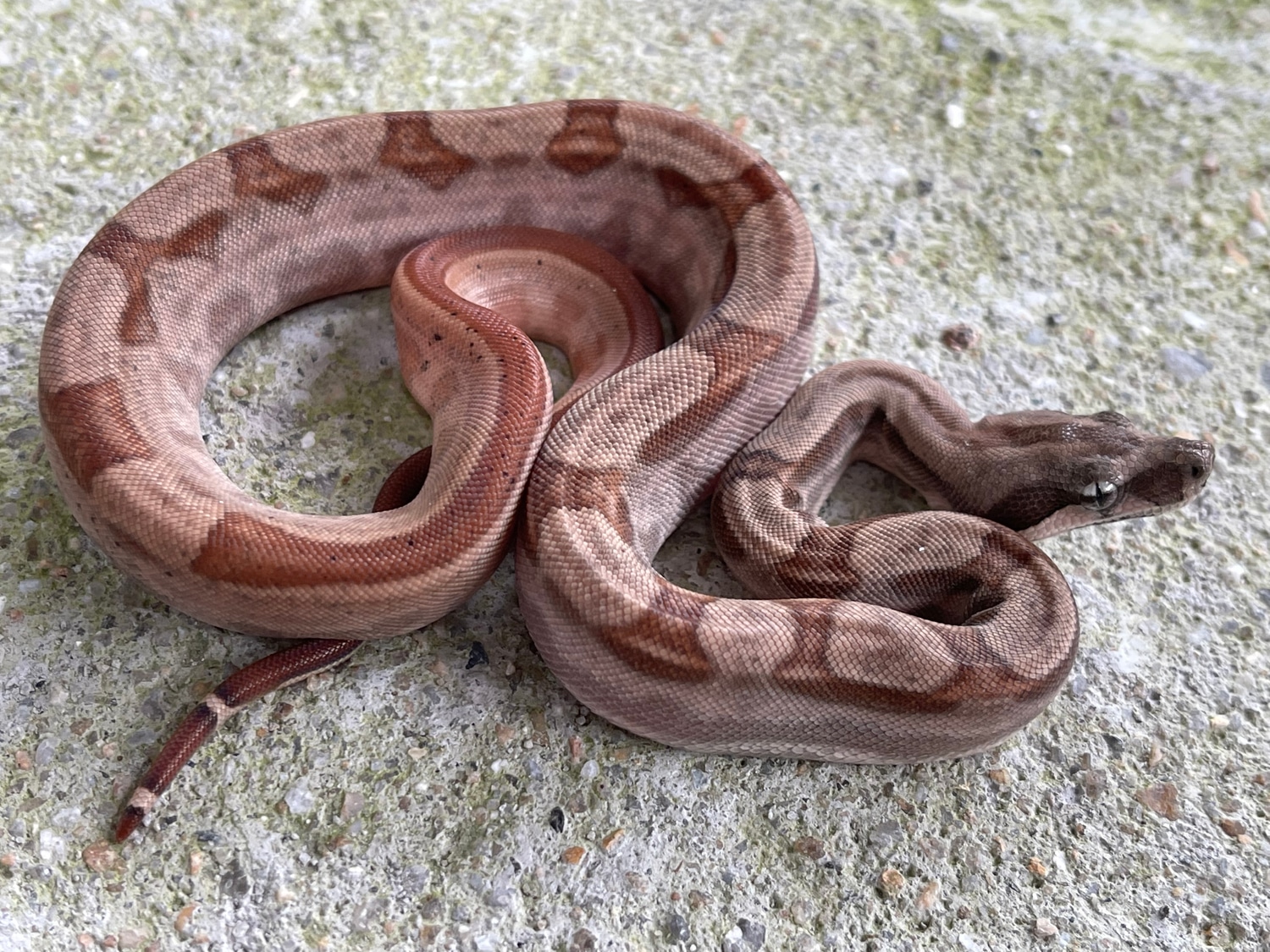 Hypo Motley Poss Jungle Boa Constrictor by Carolina Herps - MorphMarket