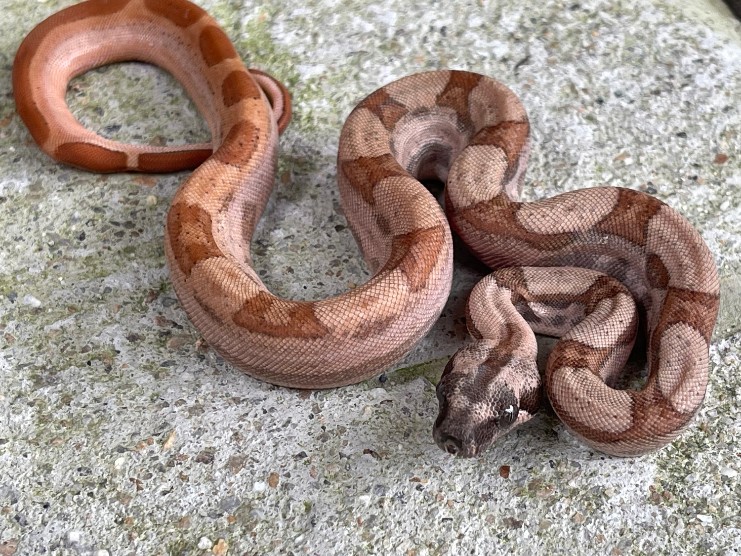 Hypo Motley Jungle Boa Constrictor by Carolina Herps MorphMarket