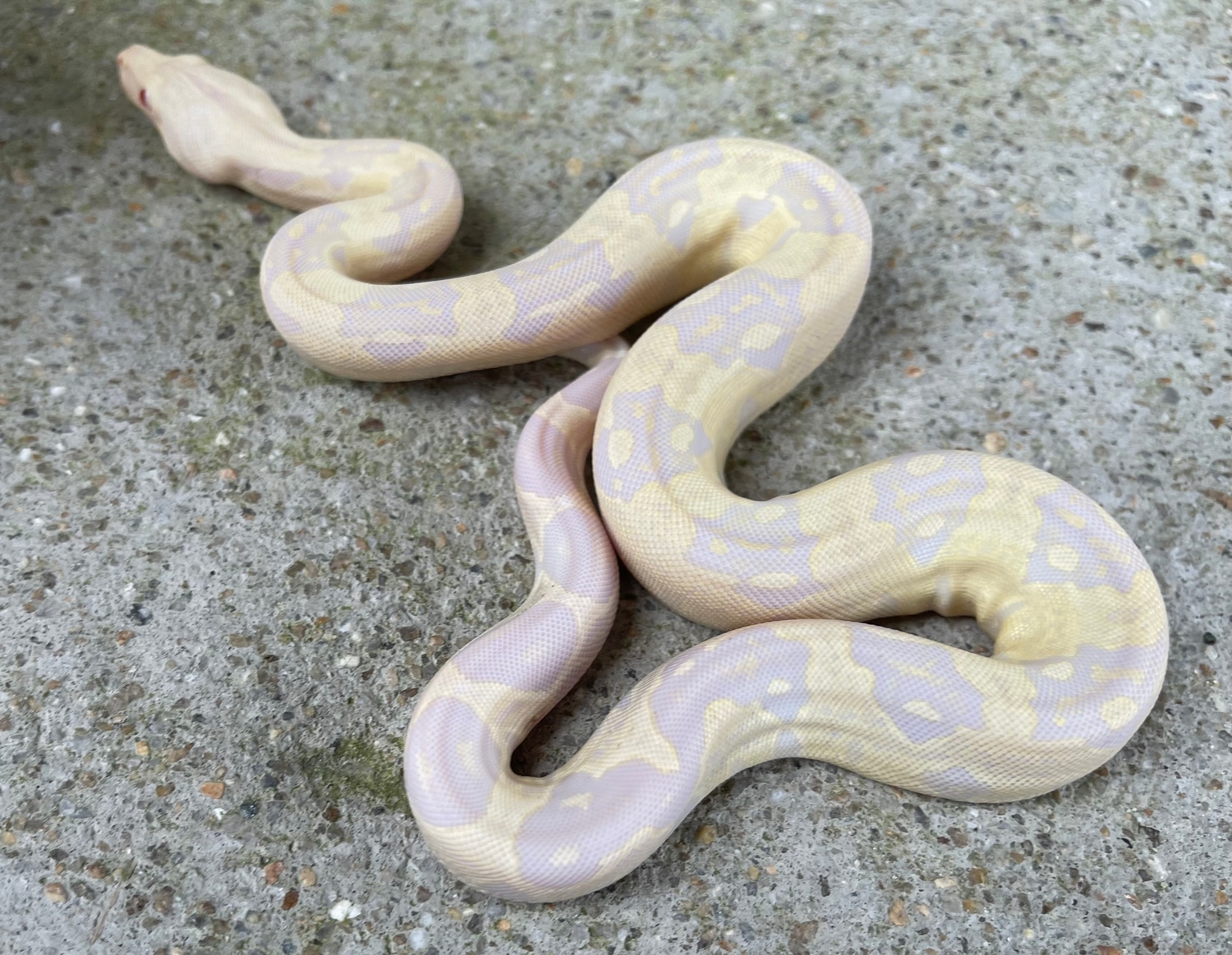 IMG Sharp Snow Boa Constrictor by Carolina Herps - MorphMarket