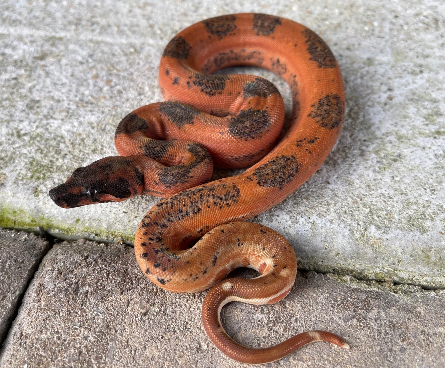 Hypo Leopard Boa Constrictor by Carolina Herps MorphMarket