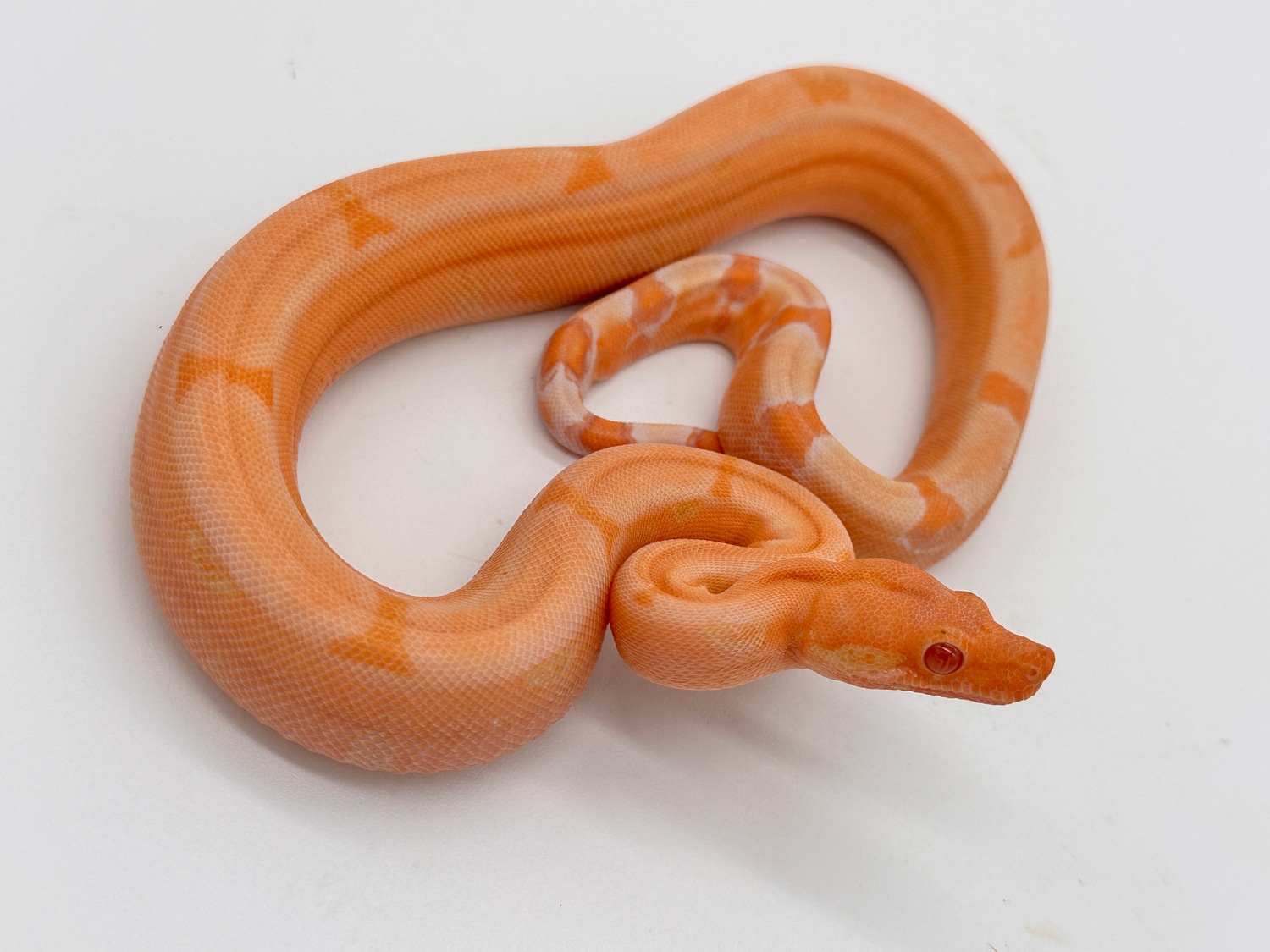 Sundragon (Poss Super Hypo) Boa Constrictor by Carolina Herps - MorphMarket
