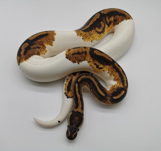 Leopard Yellowbelly Piebald Ball Python by Pythons4You MorphMarket
