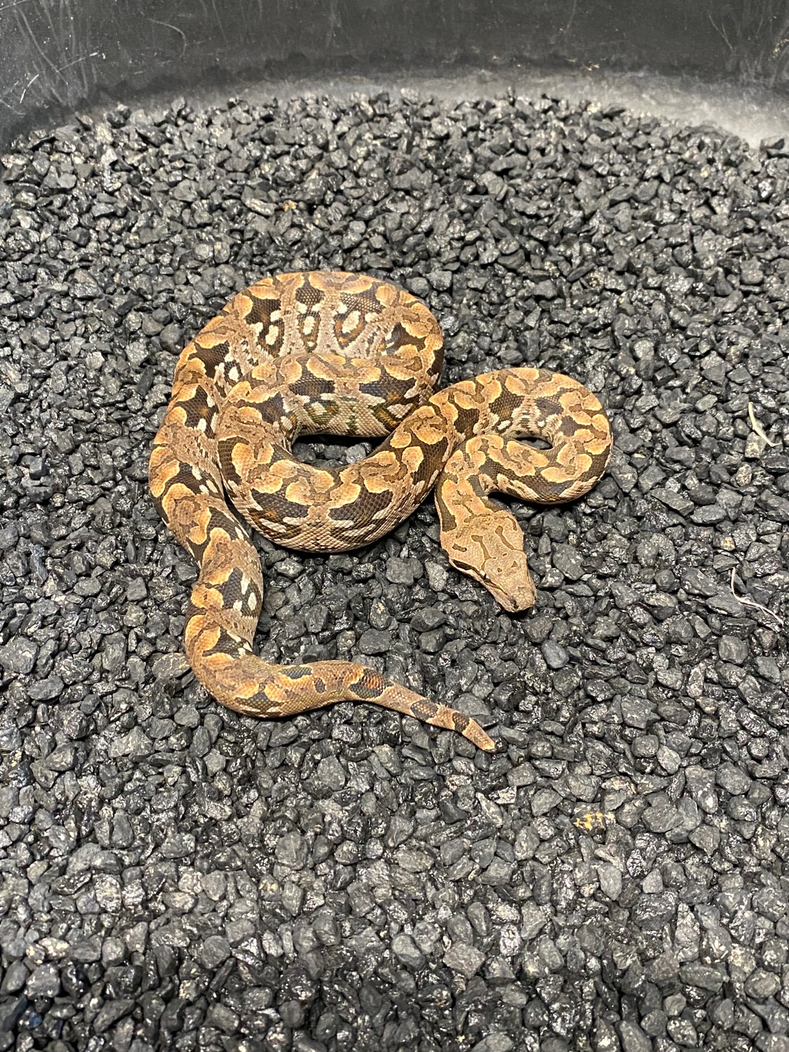 Dumrils Dumeril's Boa by Carpy's Boas and Corns Snakes - MorphMarket