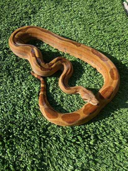 Super Hypo Boa Constrictor by Carpy's Boas and Corns Snakes