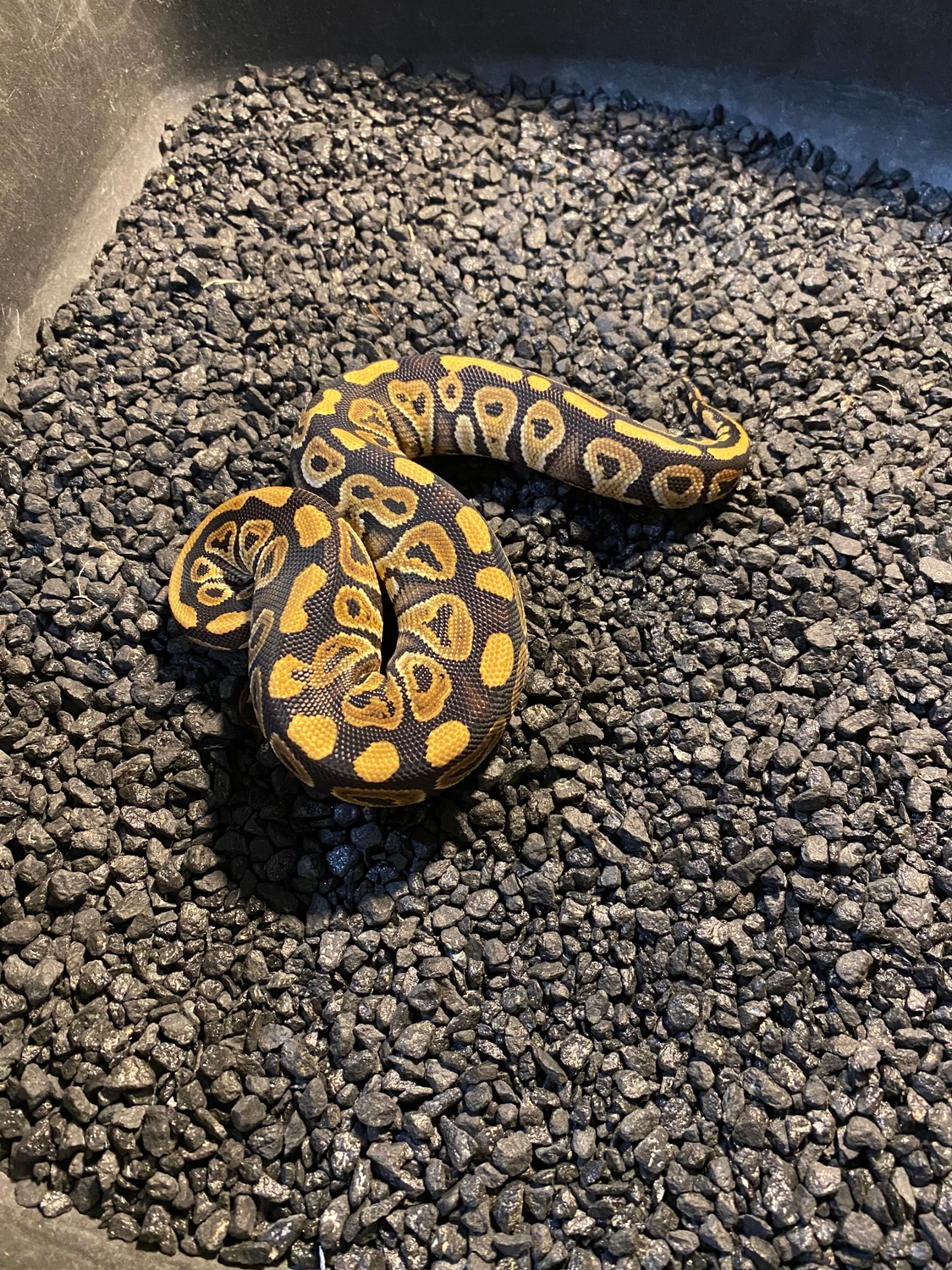 Mojave Ball Python by Carpy's Boas and Corns Snakes MorphMarket