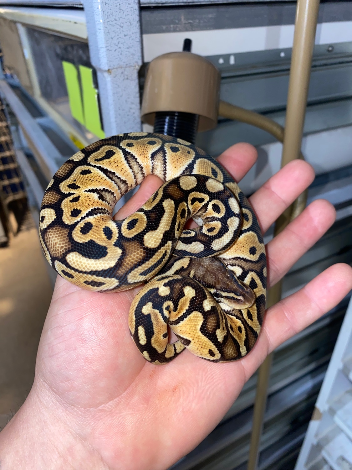 Special Pastel Ball Python by Carpy's Boas and Corns Snakes MorphMarket