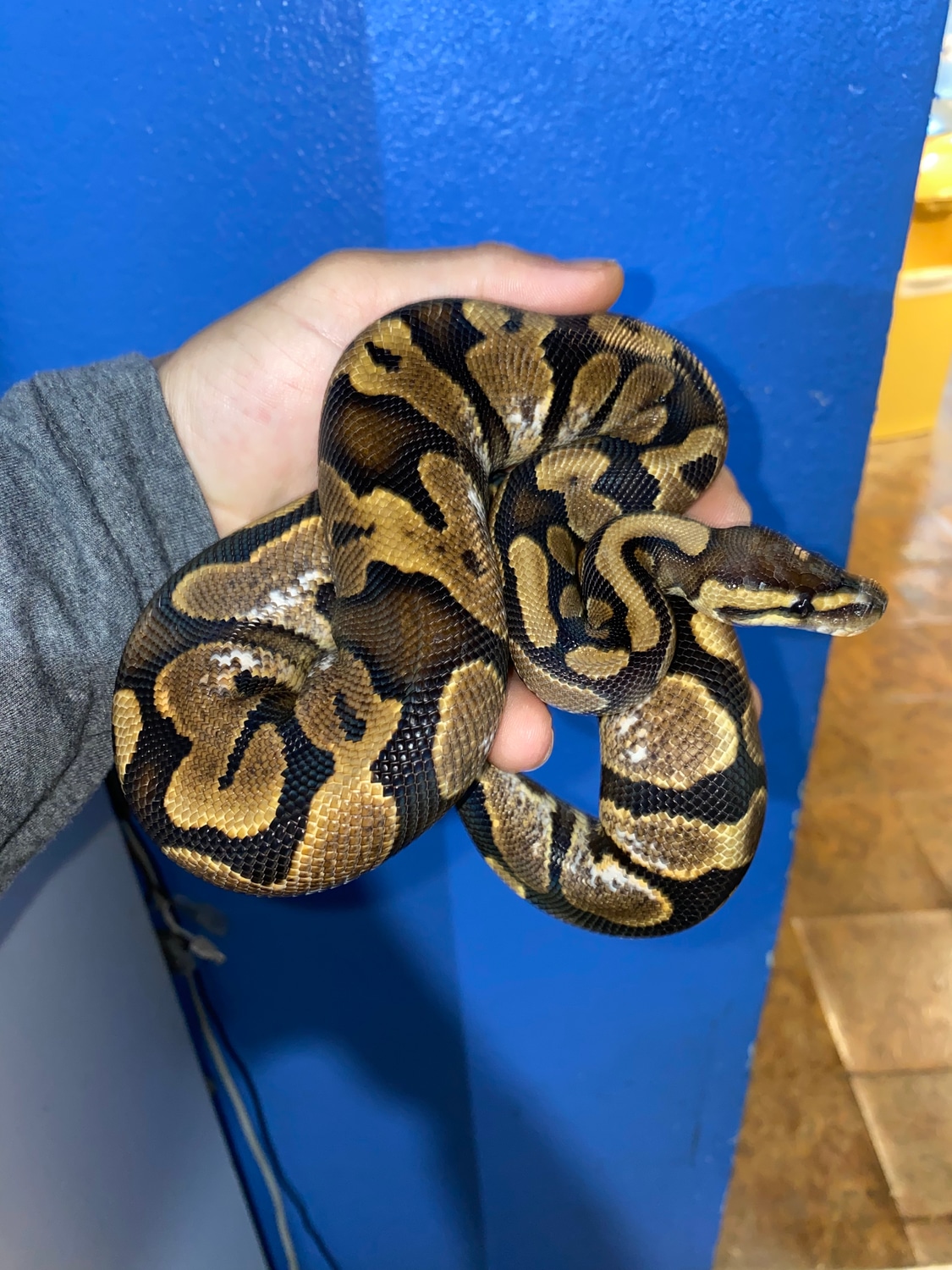 Sugar Yb Ball Python by Carpy's Boas and Corns Snakes MorphMarket