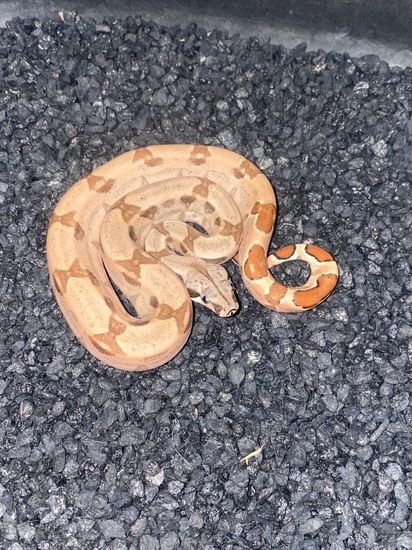 Pos Super Hypo Het Moonglow Boa Constrictor by Carpy's Boas and Corns ...
