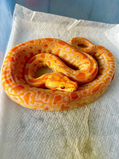 Albino, 50% Het Pied, 100% DH Albino/ Granite, POS Het Blond Burmese ...