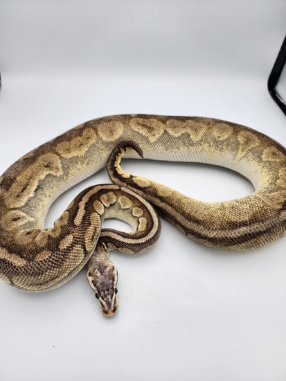 Scaleless Head Sterling Ball Python by Red Hill Reptiles
